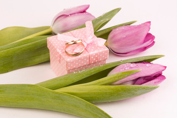pink tulips on white background