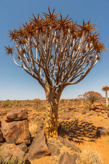 scenic aloe tree