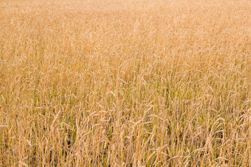 Yellow-golden wheat field in the fall.