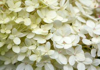 Weiße Hortensie - Hydrangea Blüte im Staudenbeet als Makro Aufnahme
