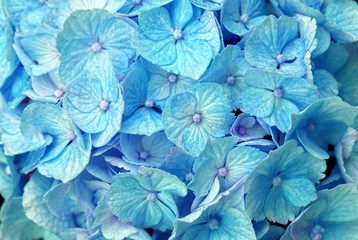Blaue Hortensie - Hydrangea Blüte im Staudenbeet als Makro Aufnahme
