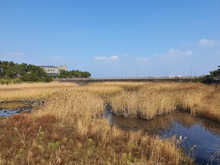 rural fields of Korea Jeju