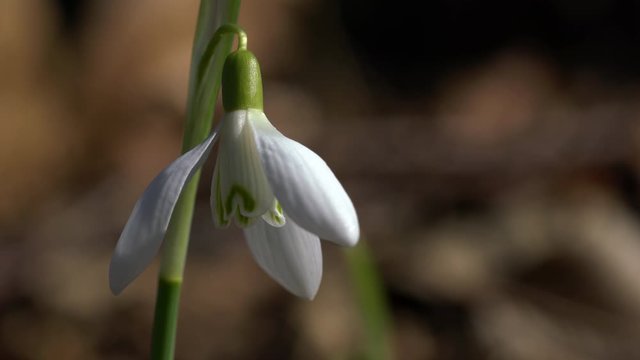 Snowdrop herald of spring in the natural ambience (Galanthus nivalis) - (4K)