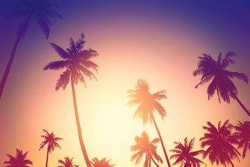 Fototapeta na wymiar Copy space of tropical palm tree with sun light on sky background.