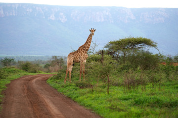 Giraffe Roaming in the wild and free 