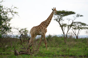 Naklejka na ściany i meble Giraffe Roaming in the wild and free 
