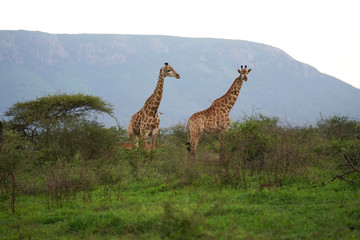 Two Giraffe Roaming in the wild and free 