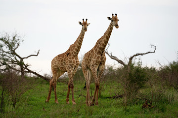 Two Giraffe Roaming in the wild and free 