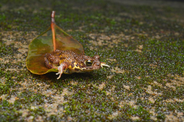 Amboli toad, Xanthophryne tigerina, Amboli rainforest, Maharashtra, India