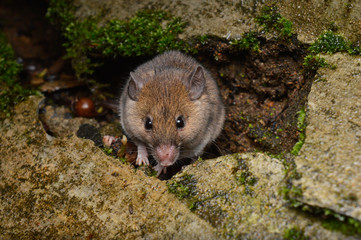 Head shot of Little Indian field mouse, Mus booduga, full body view, Western ghats, India