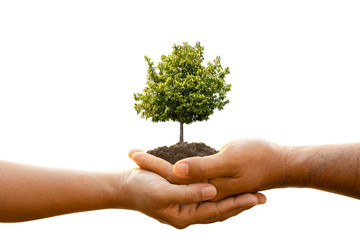 Fototapeta na wymiar Hand of two people holding tree in soil isolated on white background. Planting the tree, Save world, or growing and environment concept