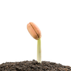 Young sprout of Afzelia, Doussie or Makha mong tree growing in soil isolated on white  background. Growing and environment concept