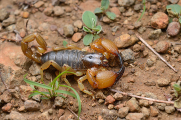 Heterometrus xanthopus, dorsal view, Western ghats of India