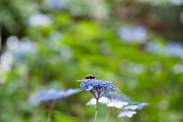 花とミツバチ