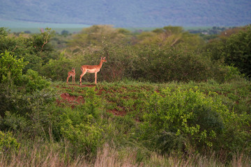 Mom and baby antelope on a hilltop overlooking the bushveld, looking for predators