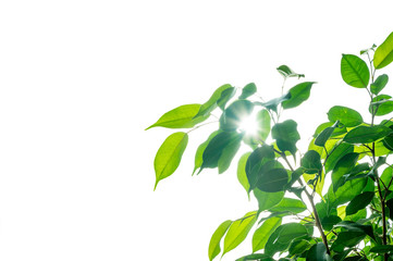 Eco-friendly concept, bright sunlight through green leaves