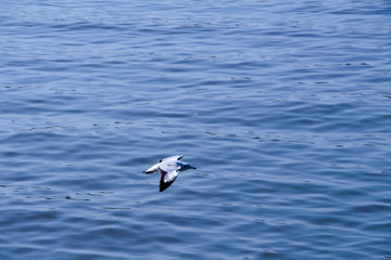 seagull bird flying above the sea