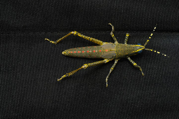Full dorsal view of Juvenile Aak grasshopper, Poekilocerus pictus, Distribution - Indian Subcontinent, Habitat - humid and arid areas