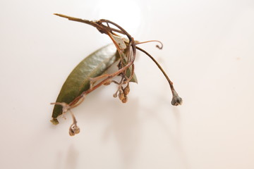 ceylon cinnamon sticks wholesale packaging