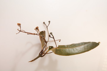 ceylon cinnamon sticks wholesale packaging