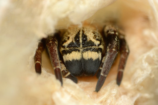 Head of Social Spider in its home - Stegodyphus sp, Eresidae, Habitat - Dry decideous forests, Moist dcideous forests, Distribution - Asia, Africa and Europe