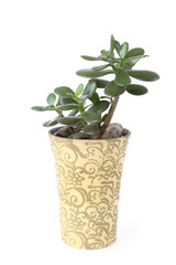 Jade plant, Crassula ovata, succulent isolated on white background.   Houseplant  money tree growing in  pot..