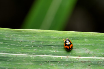 Coccinella transversalis Fabricius , commonly known as the transverse ladybird , India