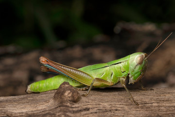 Lateral of Hieroglyphus banian (Fabricius) Juvenile, India. Genus of grasshoppers in the family Acrididae: