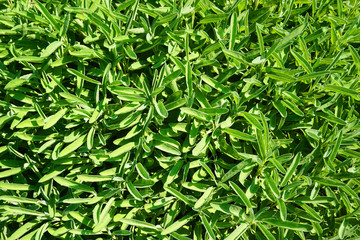 green and fresh salvia plant