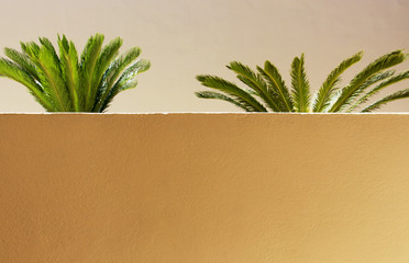 bright green fluffy leaves resembling feathers, young palm trees on a background of a beige wall on a sunny bright hot day