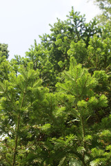 fir tree bottom view