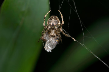 Neoscona mukerjei Tikader, 1980 , Araneidae family, Feeding, Eating, Hunting, Orb Weaver spider, India