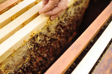 frame for bees close-up in the hands of a beekeeper in the background of the sun and an apiary.