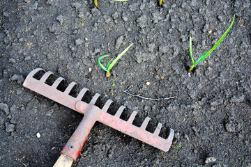 A rake lies on dry ground in a garden where green onions grow
