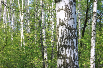 Young birch with black and white birch bark in spring in birch grove against the background of other birches