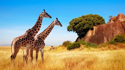 Papier Peint photo Ciel bleu Girafes dans la savane africaine. Parc national du Serengeti. Afrique. Tanzanie.