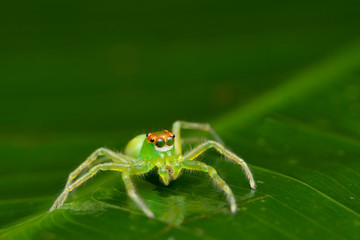 Portrait of Green Jumping spider, Epeus flavobilineatus, Family - Salticidae, Singapore