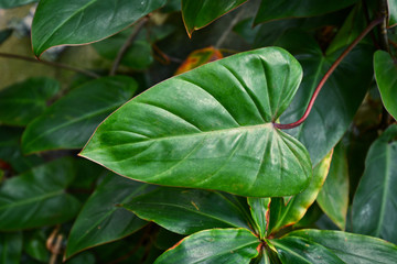Leaf of tropical 'Philodendron Erubescens Red Emerald' plant with long leaf and red stem, native to...