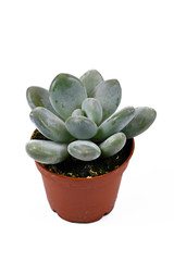 Small 'Pachyphytum Oviferum' succulent plant in flower pot on white background