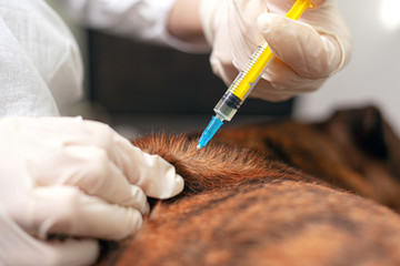 vet vaccinates dog. the doctor holds a syringe in his hand and is about to give an injection to a...