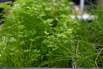 Young shoots of carrots. Seedlings of carrots.