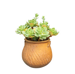 Miniature succulent plants (succulent cactus) in vase pot isolated on white