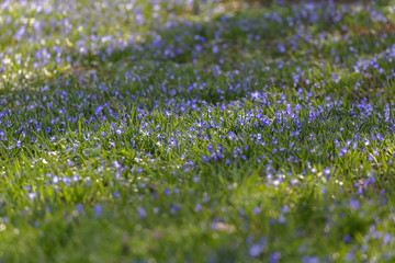 Siberian squill (Scilla siberica) in bloom. Siberian squill (Scilla siberica). General view of the flowering plant