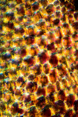 Abstract micrograph of parts of a lily flower.