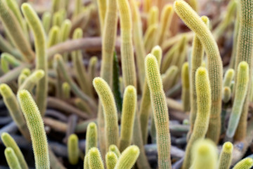 Natural background cactus close up