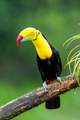 Ramphastos sulfuratus, Keel-billed toucan The bird is perched on the branch in nice wildlife natural environment of Costa Rica