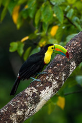 Ramphastos sulfuratus, Keel-billed toucan The bird is perched on the branch in nice wildlife natural environment of Costa Rica