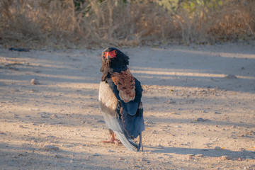 Bateleur Looking Around