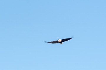 Fish Eagle 