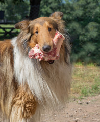 portrait of golden collie dog with a bone with raw meat carrying barf diet